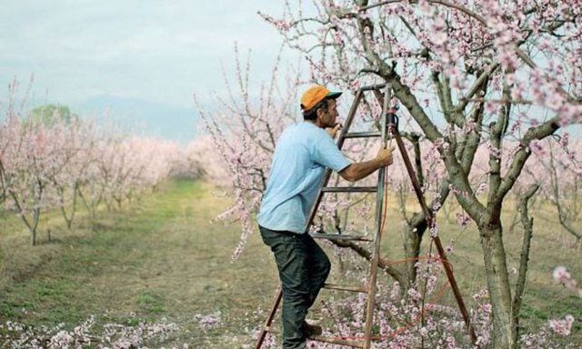 “Na mungojnë shqiptarët”/ Grekët mbeten pa punëtorë sezonalë: Do na thahen pjeshkët në pemë