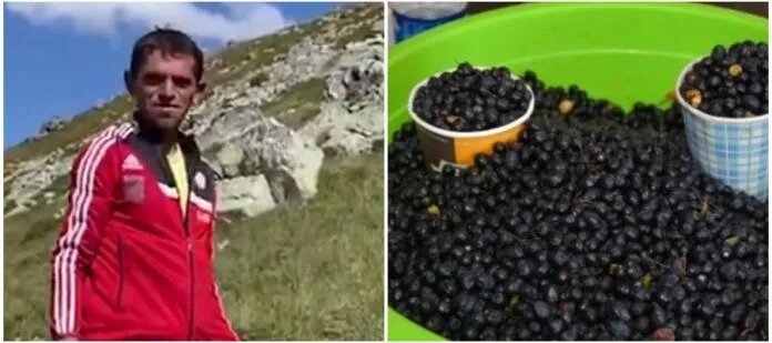 Video që ta prek shpirtin/ Shqiptari punon për një copë bukë, tregon si mbledh 50 kg boronica në ditë